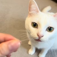 ひげを持っている飼い主と白猫
