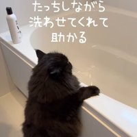 おふろでつかまり立ちをして洗われている黒猫