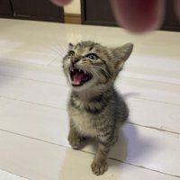 鳴いている子猫