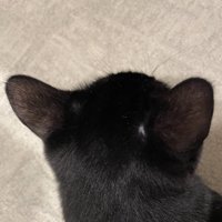 猫の後頭部