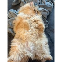 寝ている猫