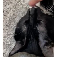 舌を出している猫