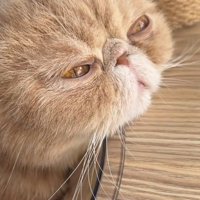 顎を乗せる猫