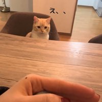 驚く猫