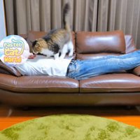 人のお腹に立つ猫