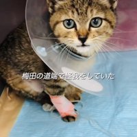 足に包帯を巻いて首にカラーを付けた保護猫