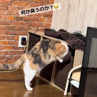 箱に頭を入れる猫