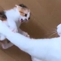威嚇する子猫