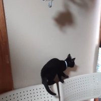 椅子の背もたれにのった子猫