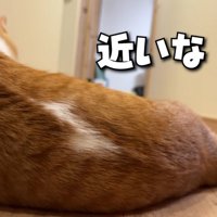 廊下で寝そべる猫
