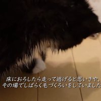 毛づくろいする子猫