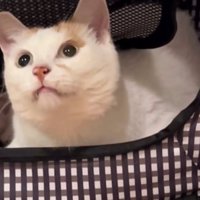目で追う猫
