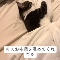 ベッドに寝転がる猫