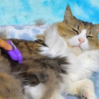 目を細めて肩のブラッシングを受ける猫