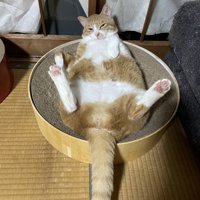 猫用ベッドの上で無防備に寝転がる猫