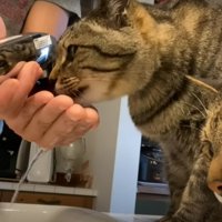 キッチンの上にいる2匹の猫