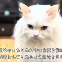 こちらを見つめるシロちゃん