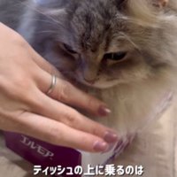 ティッシュ箱の上でくつろぐ猫