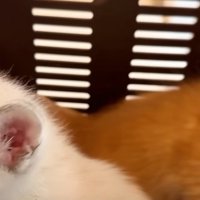 キャリーケースの中に座っている2匹の猫