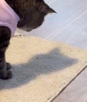カーペットを見つめる猫