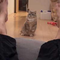 斜め上を向く猫