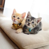 座布団に座っている二匹の子猫