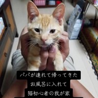 手で持たれる子猫
