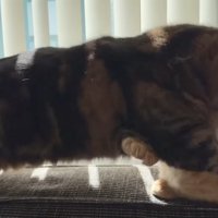 噛みつくメルくん