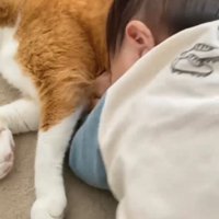 猫の体に顔を埋めている赤ちゃん