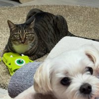 犬と猫