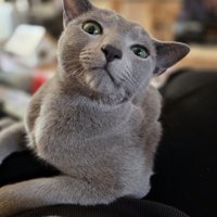 上から目線の猫