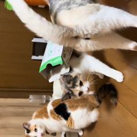 集まる複数の猫