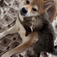 柴犬の喉元に噛みついている子猫