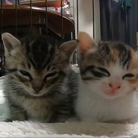 目が閉じかけているふたり