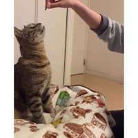室内にいる猫