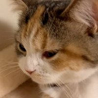 見つめる猫