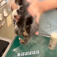 子猫の体全体に粉を広げる