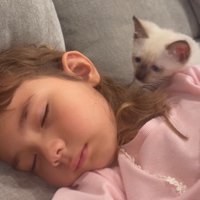 女の子の寝顔を見つめる子猫