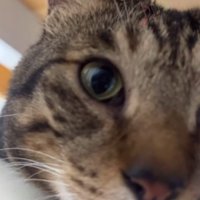 キジトラ猫の顔のドアップ