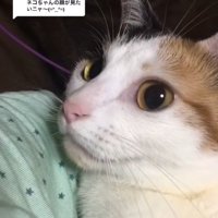 三毛猫の顔のアップ