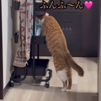 収納ワゴンをのぞく猫