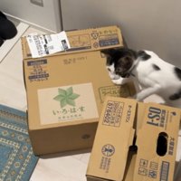 ダンボールの上に前足をつく青い首輪をしている猫
