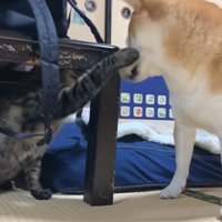 犬にパンチするキジトラ