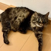 目を丸くし片腕を伸ばして床でくつろぐ猫