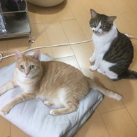 カメラ目線の2匹の猫
