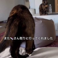 ベッドの上の猫