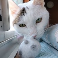 毛羽立ったボール