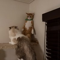 後輩猫を指導するかのような先輩猫