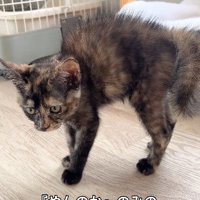 全身逆毛を立てる猫