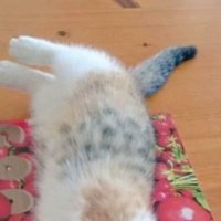 寝転がる子猫